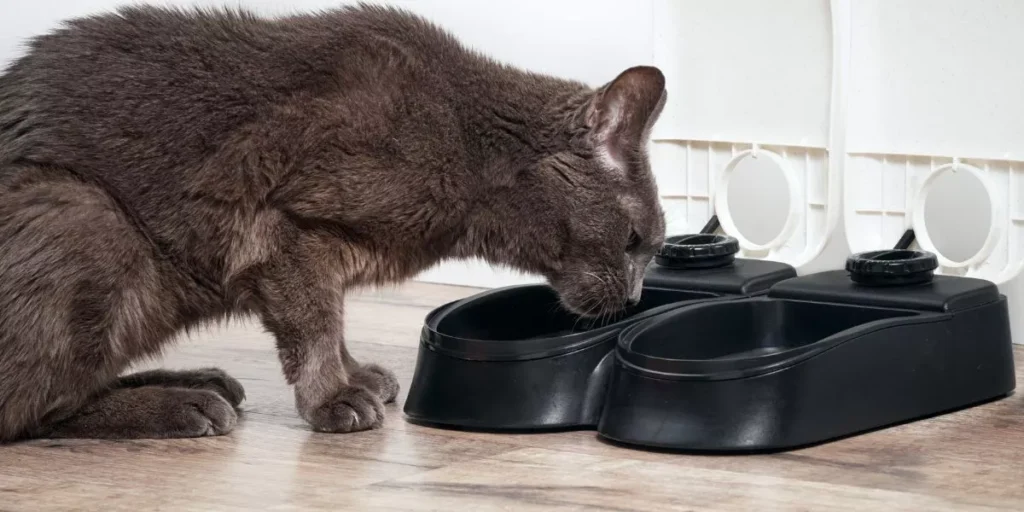 How Can Smart Pet Feeders Help You Control Portion Sizes and Meal Times? How Can Smart Pet Feeders Help You Control Portion Sizes and Meal Times?