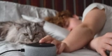 How Can Smart Pet Devices Help You Track Your Pet’s Activity?